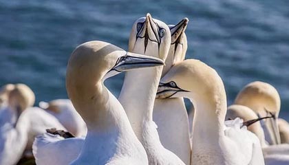 中国九游体育-穿越火线 Snake惊艳首秀 力克强敌晋级，cf可真是太厉害了